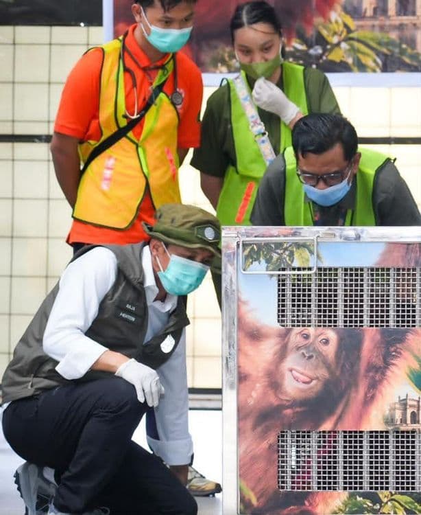 Orangutan Sumatera Korban Perdagangan Ilegal dari India Dipulangkan ke Indonesia