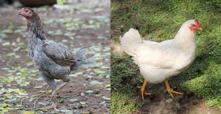 Ampela Ayam Kaya Protein dan Zat Besi, Seberapa Aman Dikonsumsi?